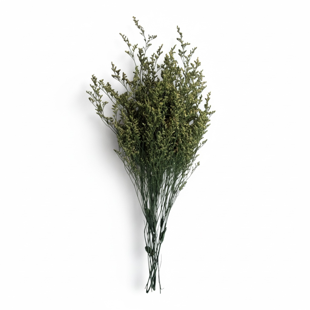 Real Preserved Elegant Caspia Stems -Dried Natural Floral Decor 70cm
