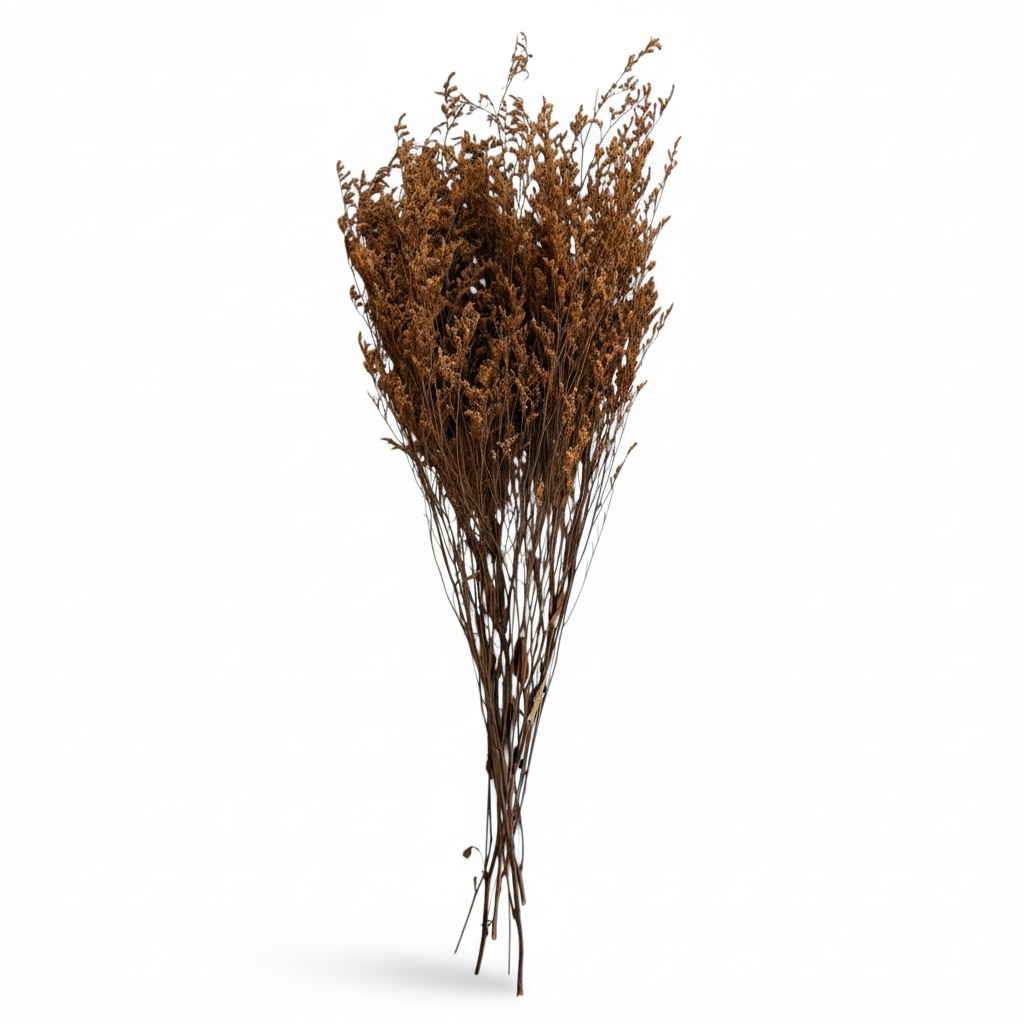 Elegant Preserved Caspia Stems–70cm Decorative Dried Floral Bouquet- Brown