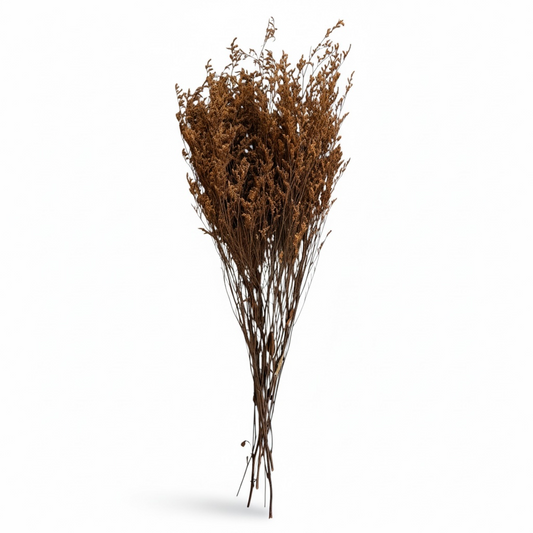 Elegant Preserved Caspia Stems–70cm Decorative Dried Floral Bouquet- Brown