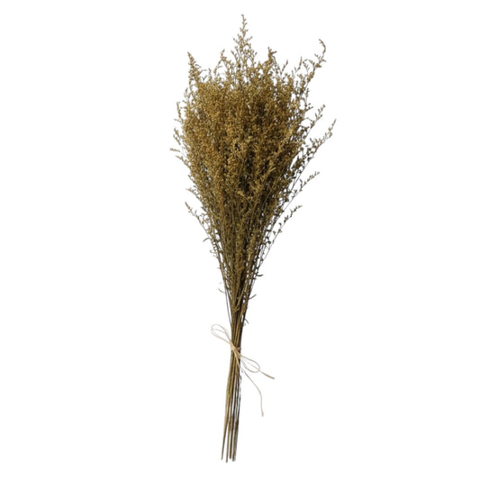Real Preserved Caspia Stems – Dried Floral Bouquet – 80cm - Mustard Yellow