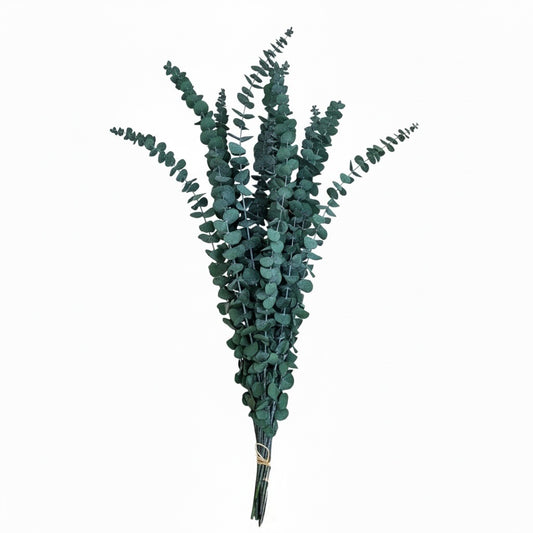 Elegant Preserved Eucalyptus Stems– Dried Eucalyptus Bouquet-Green-(66 cm)