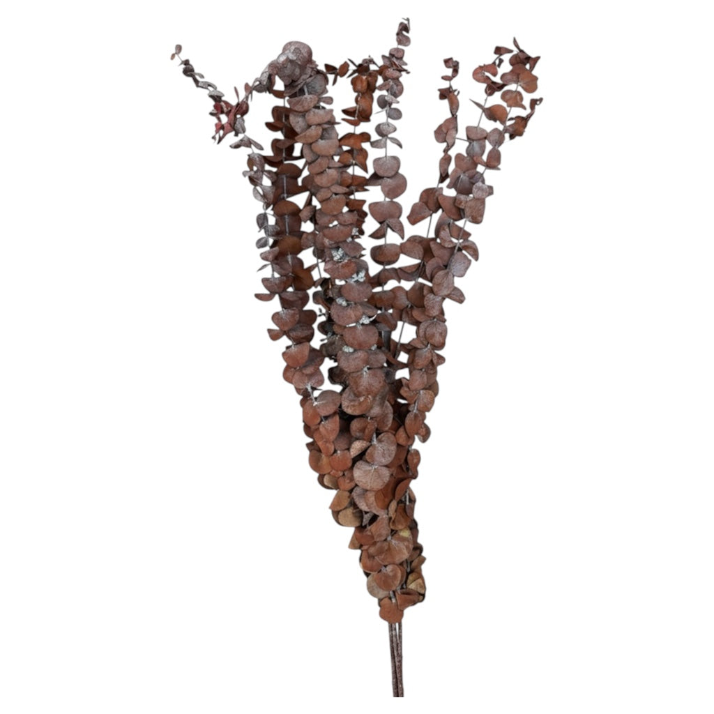 Lovely Brown Preserved Eucalyptus Stems - 60cm - Elegant Home Decor