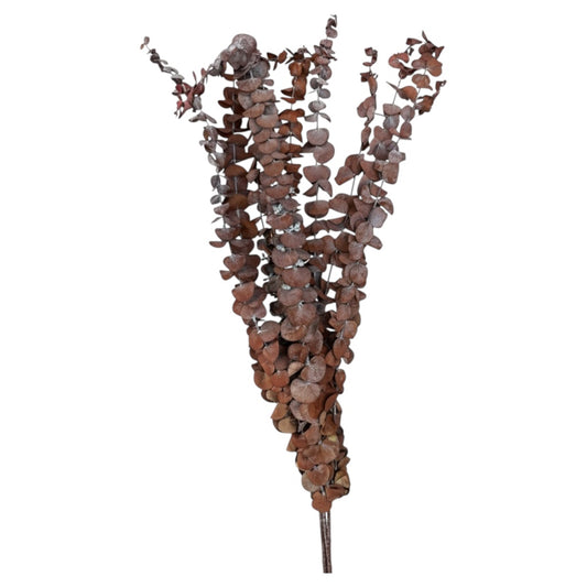 Lovely Brown Preserved Eucalyptus Stems - 60cm - Elegant Home Decor